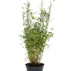 Planter & Blomster|Bambus 'Rufa/Simba' 23 cm potte