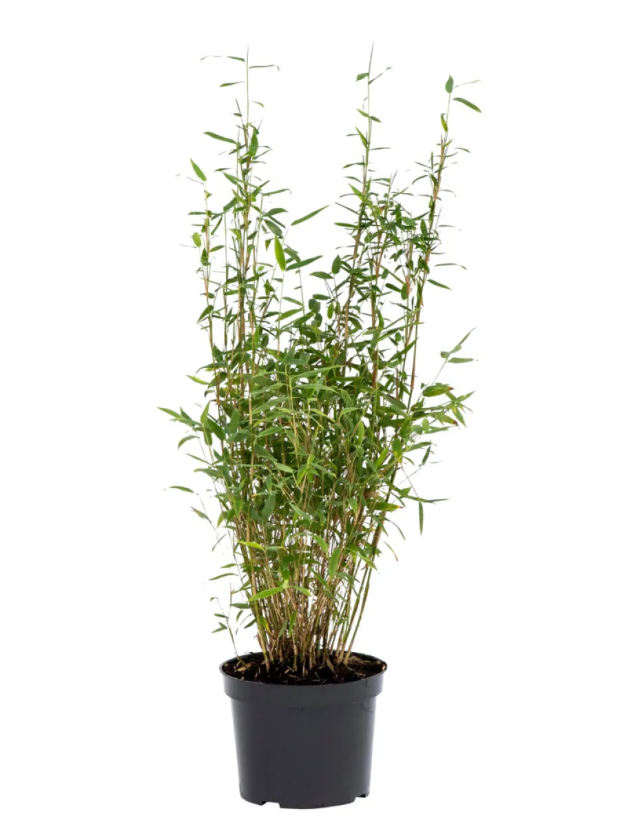 Planter & Blomster|Bambus 'Rufa/Simba' 23 cm potte