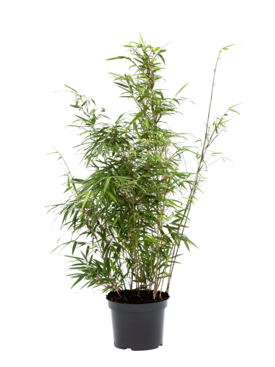 Planter & Blomster|Bambus 'Rufa/Simba' 23 cm potte