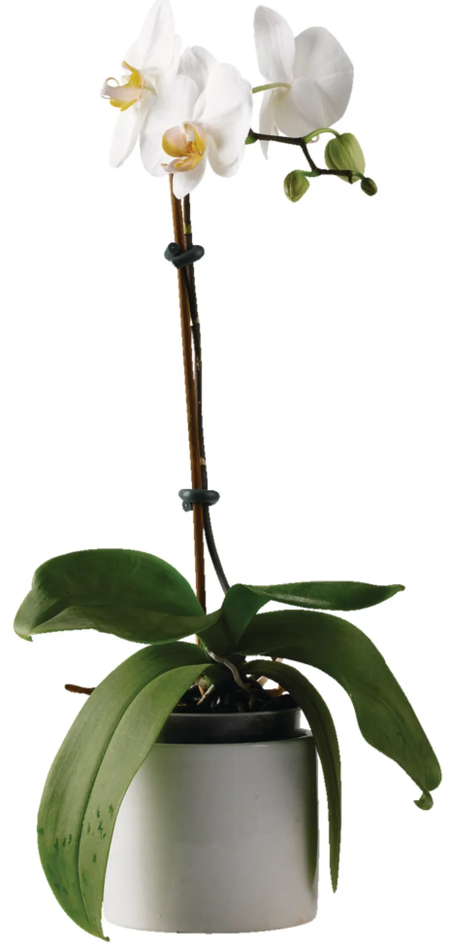 Garden® Bindetråd & Blomsterpinde|Fleksibel line 5 meter -