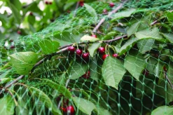 Garden® Fugle- & Insektnet|Fuglenet 8 x 8 meter -