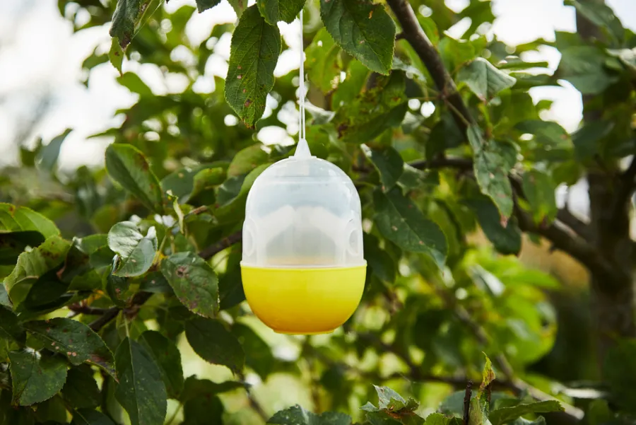 Garden® Fælder|Insektmidler|Hvepsefælde -