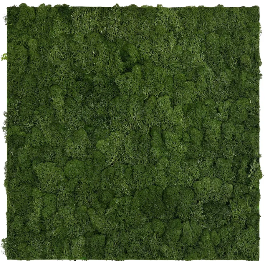 Jangal Grønne Vægpaneler|Akustikpaneler & Tilbehør|Modular Wall mospanel 52 x 52 cm - Dark Green Dark Green Moss