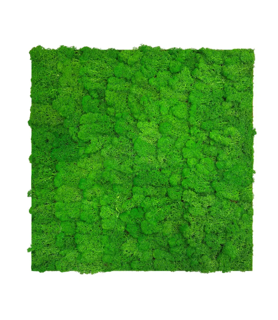 Jangal Grønne Vægpaneler|Akustikpaneler & Tilbehør|Modular Wall mospanel 52 x 52 cm - Rich Green Rich Green Moss
