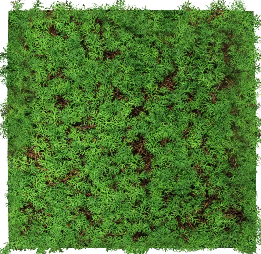 Jangal Grønne Vægpaneler|Akustikpaneler & Tilbehør|Modular Wall plantepanel 52 x 52 cm - Thuja