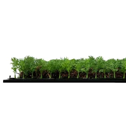 Jangal Grønne Vægpaneler|Akustikpaneler & Tilbehør|Modular Wall plantepanel 52 x 52 cm - Thuja