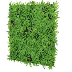 Jangal Grønne Vægpaneler|Akustikpaneler & Tilbehør|Modular Wall plantepanel 52 x 52 cm - Podocarpus Tea Tree