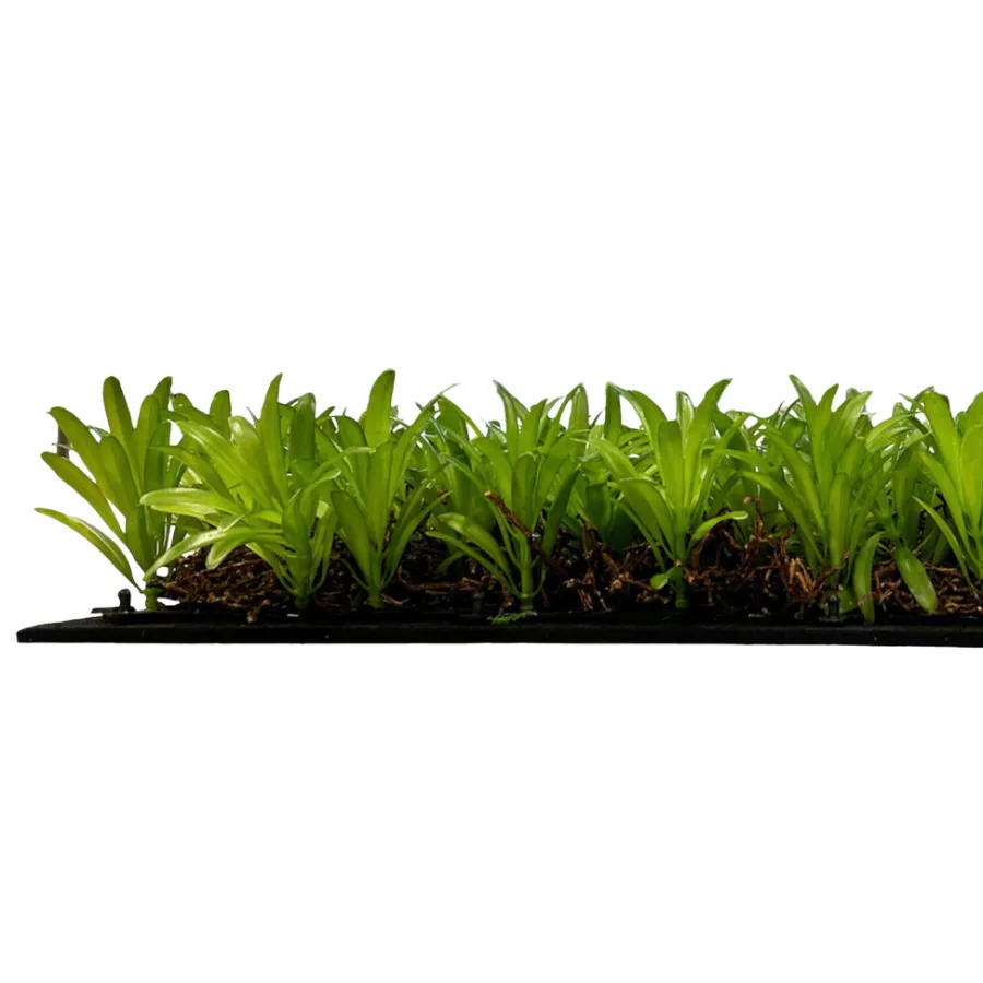 Jangal Grønne Vægpaneler|Akustikpaneler & Tilbehør|Modular Wall plantepanel 52 x 52 cm - Podocarpus Tea Tree