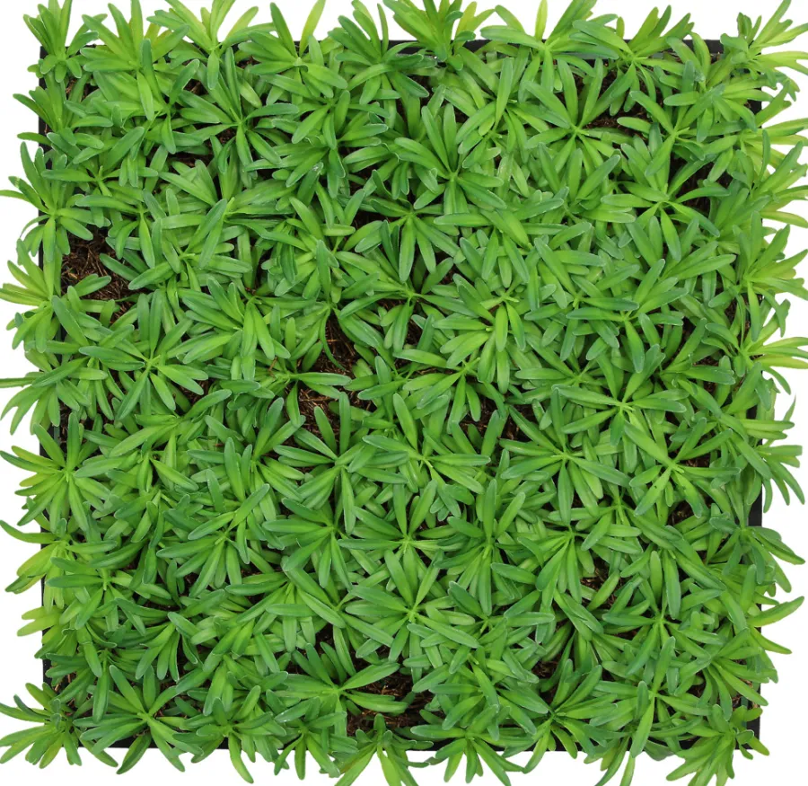 Jangal Grønne Vægpaneler|Akustikpaneler & Tilbehør|Modular Wall plantepanel 52 x 52 cm - Podocarpus Tea Tree