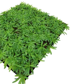 Jangal Grønne Vægpaneler|Akustikpaneler & Tilbehør|Modular Wall plantepanel 52 x 52 cm - Podocarpus Tea Tree