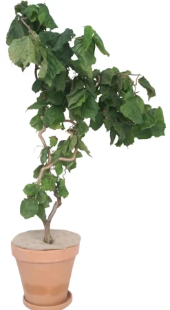 Garden® Vinterbeskyttelse Til Planter|Juteskive vinterbeskyttelse Ø34 cm -