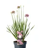 Planter & Blomster|Prydløg Allium 17 cm