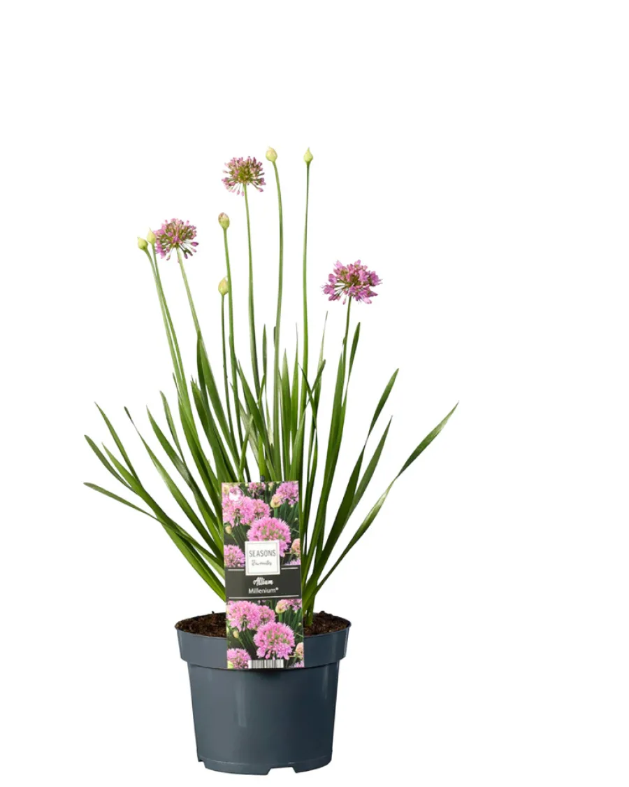 Planter & Blomster|Prydløg Allium 17 cm