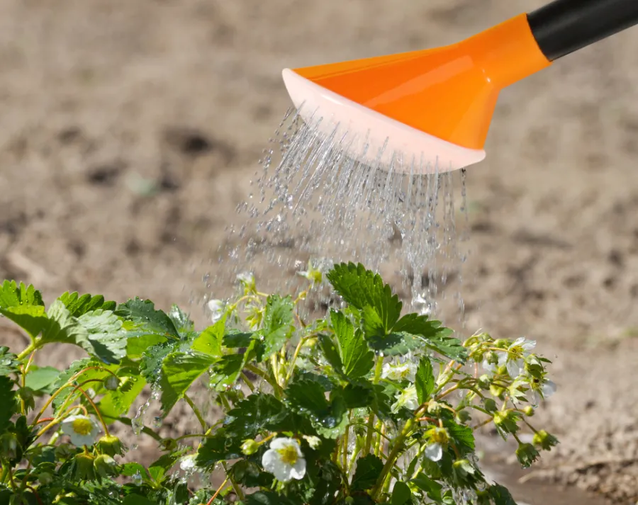 HOME it GARDEN Havevanding|Vandkande 10 liter